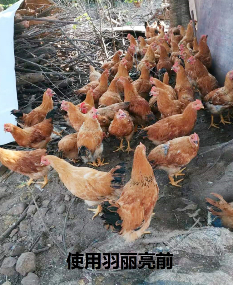 羽麗亮試驗效果圖
