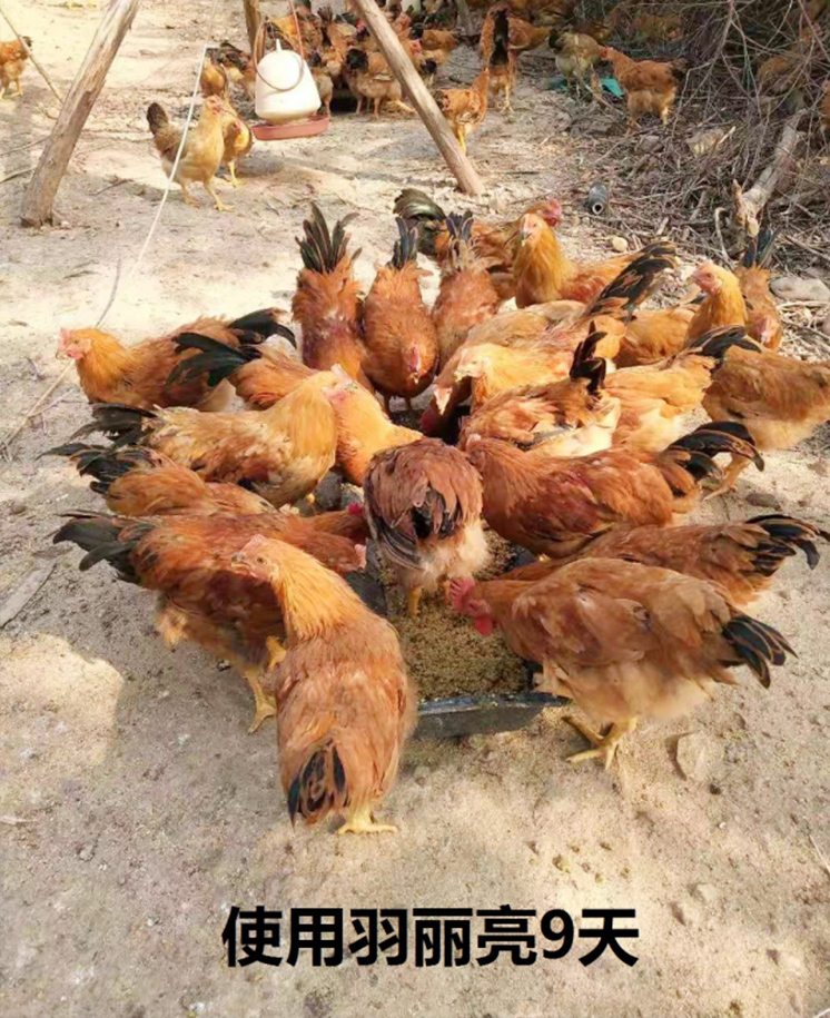 羽麗亮試驗效果圖