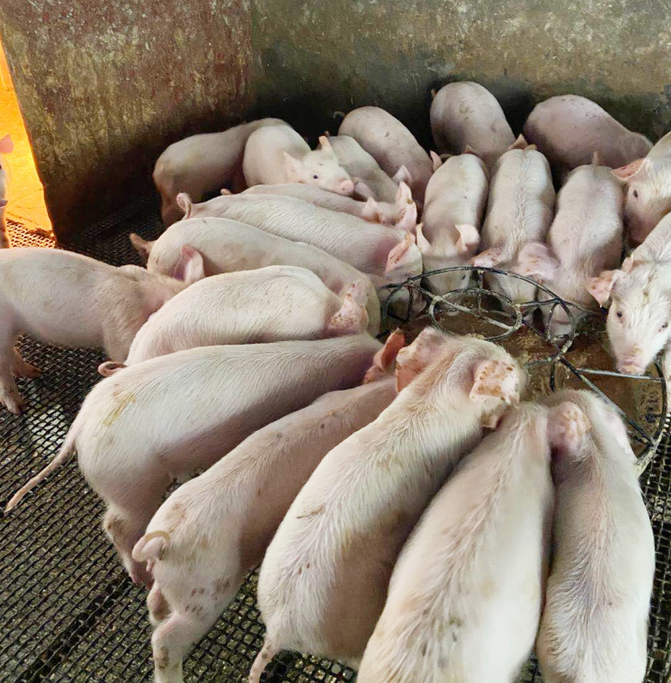 膚冠速紅試驗效果圖