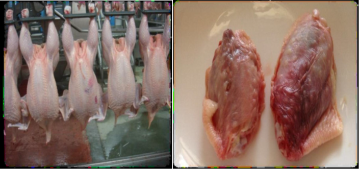 肉雞禽樂樂對(duì)雞翅的影響