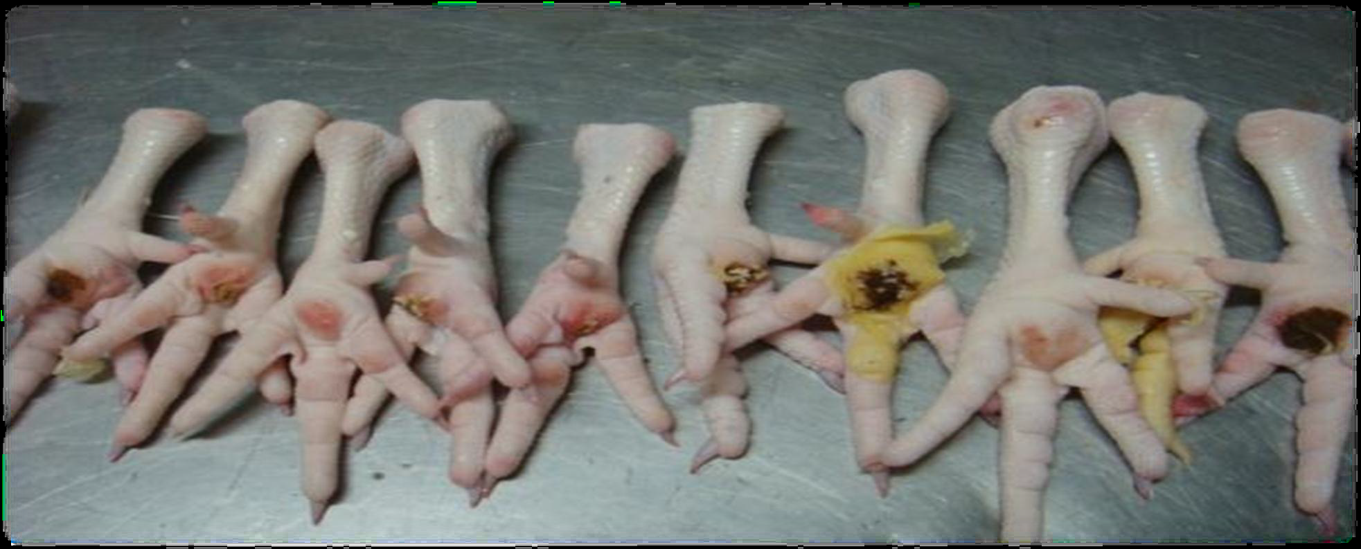 肉雞禽樂樂對(duì)肉雞爪的作用