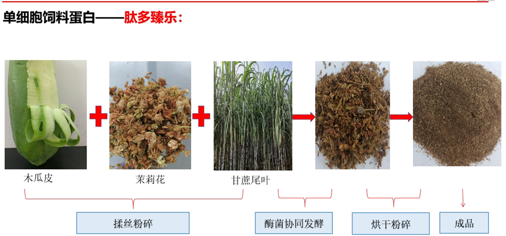 單細胞飼料蛋白-肽多臻樂生成過程